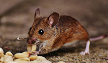 24 Hour & Emergency Exterminators in Park Seed Co, SC